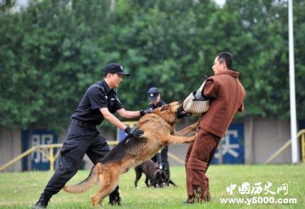 全国首只克隆警犬诞生克隆警犬有什么用处？