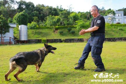 全国首只克隆警犬诞生克隆警犬有什么用处？