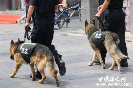 全国首只克隆警犬诞生克隆警犬有什么用处？