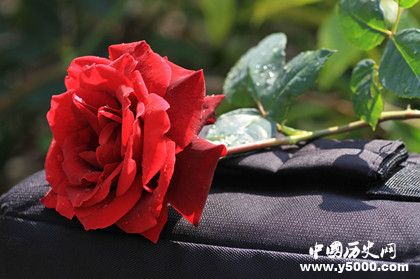 玫瑰为什么代表爱情玫瑰有什么象征意义