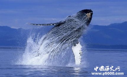 巴西惊现头鲸尸体座头鲸种群生存现状怎么样？