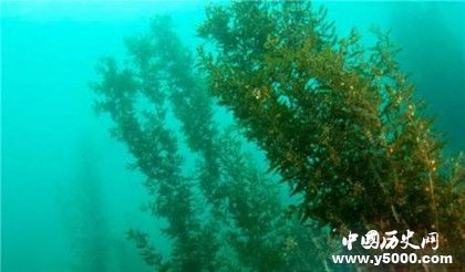 马尾藻海地理位置 马尾藻海形成原因资料介绍