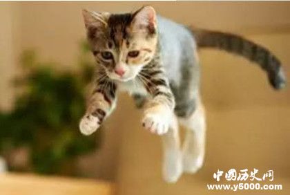 猫真的有九条命吗 猫从高处坠落为什么不会死
