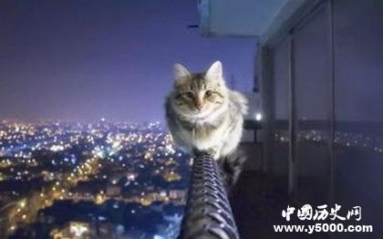 猫真的有九条命吗 猫从高处坠落为什么不会死