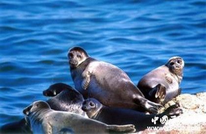 贝加尔湖资料介绍：贝加尔湖为什么有海洋生物