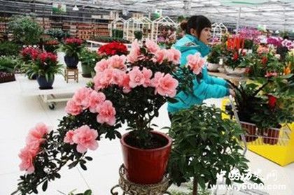 2019北京迎春年宵花展开幕时间地点花卉品种售价多少
