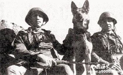 日本战争时期训练的攻击动物是什么_日本训练了什么动物来撕咬中国人_96KaiFa