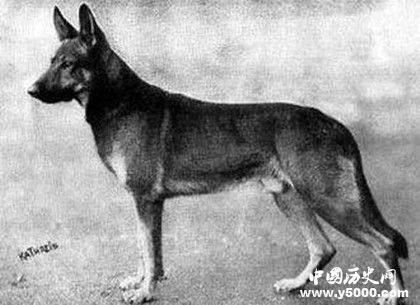 日本战争时期训练的攻击动物是什么_日本训练了什么动物来撕咬中国人_96KaiFa